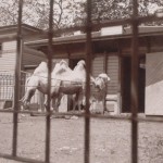 Camels 1901 Central Park Zoo