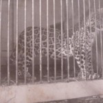 Leopard Central Park Zoo 1901