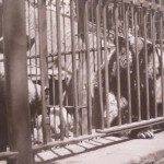 Bears 1901 New York City Zoo