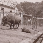 Buffalo and baby 1901 Central Park Zoo