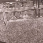 Hippopotamus and Baby 1901 Central Park Zoo