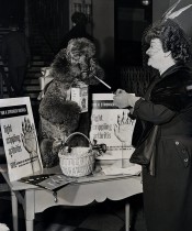 Arthritis and Rheumatism Foundation, "Koko" the poodle pauses for a cigarette Jan 18 1952 photo Murray Garber Journal American