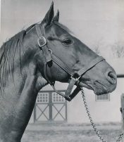 Man o' War at age 22 in 1939 at Faraway Farm near Lexington, KY. photo: AP