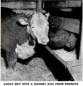 lucky-boy-2-copyright-life-magazine-jan-8-1940