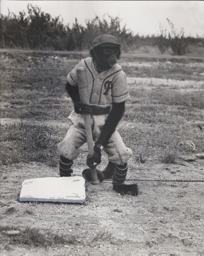 The Havana Baseball Monkey 1950s