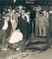 Cops capture bull in Times Square September 3 1935 photo Acme