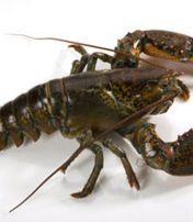What's The Difference? lobster