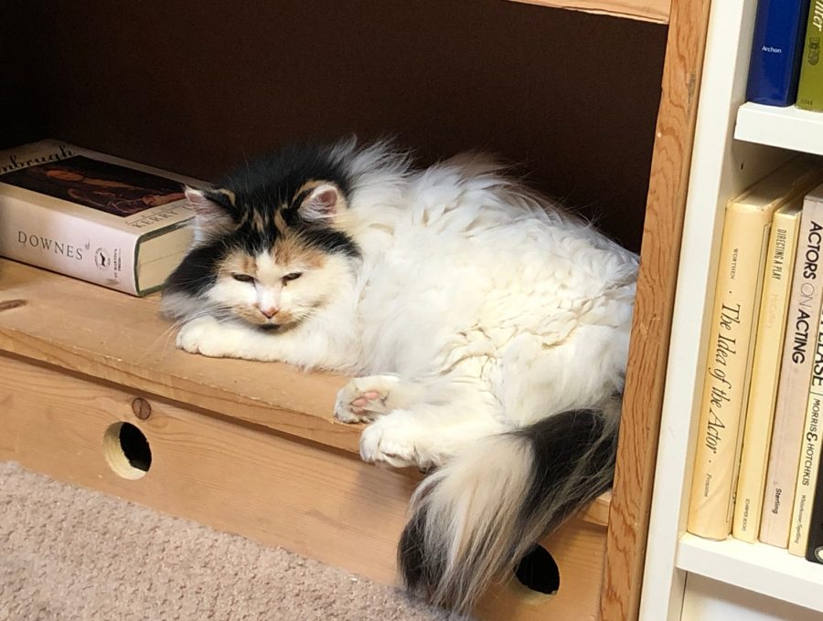 Cutiepie cat Book Barn Niantic