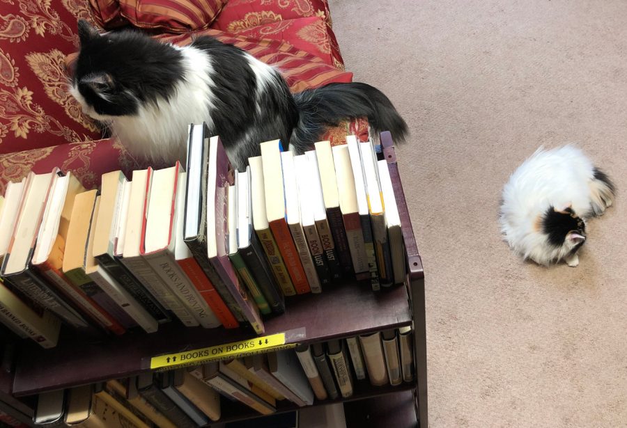 Thyme and Cutiepie Cats at the Book Barn Niantic