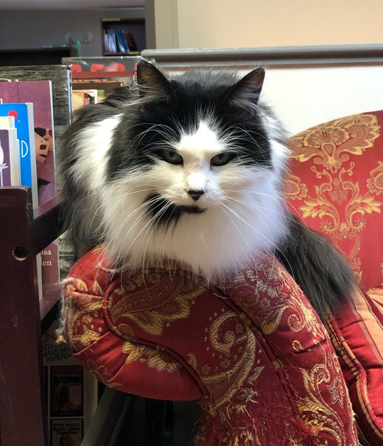 Thyme cat Book Barn Niantic