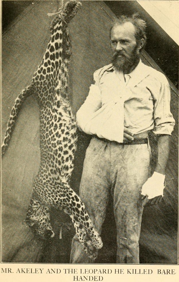 Explorer Carl Akeley Kills A Leopard With His Bare Hands